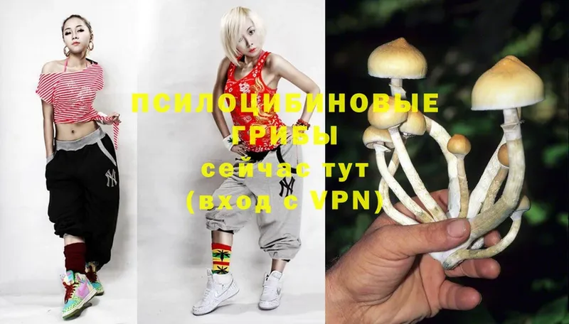 купить   Кудымкар  МЕГА как войти  Псилоцибиновые грибы Psilocybine cubensis 